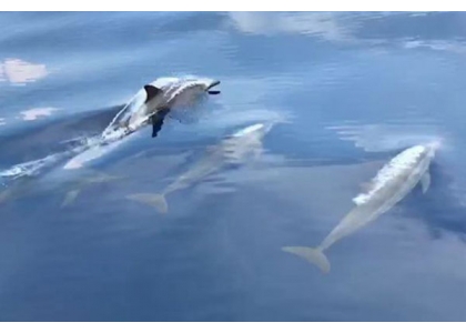 2019–04-17 西米兰岛上百海豚戏水吸睛